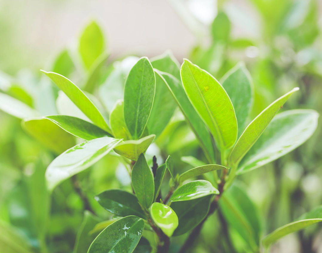 Fond de feuilles vertes ensoleillées