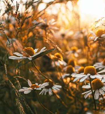 marguerite-paquerettes