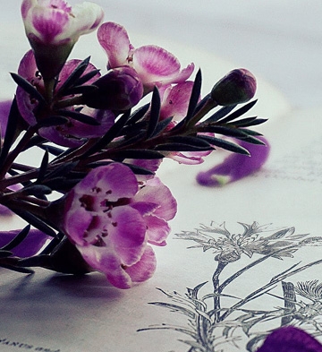 Soin psycho-énergétique à distance