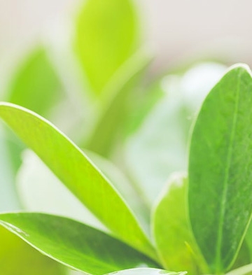 Soin psycho-énergétique